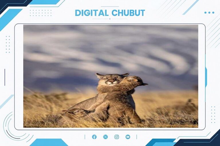 Fotografía de un puma en su hábitat natural en la Patagonia