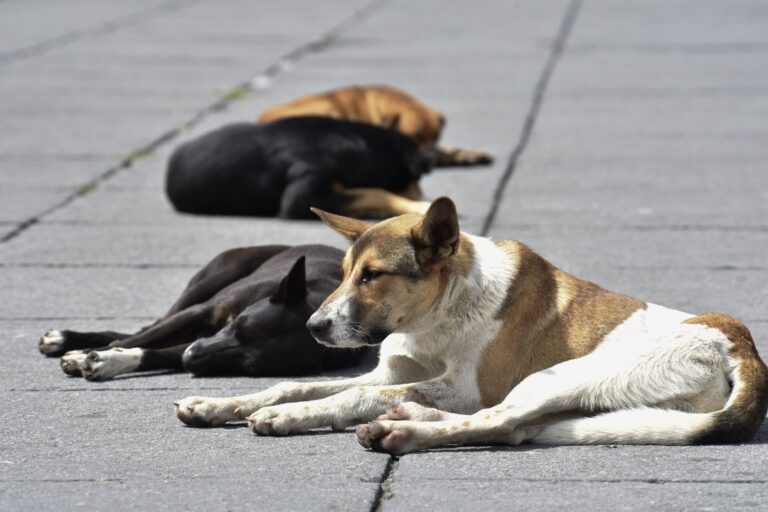 Marcha en Comodoro Rivadavia por castraciones masivas y control animal