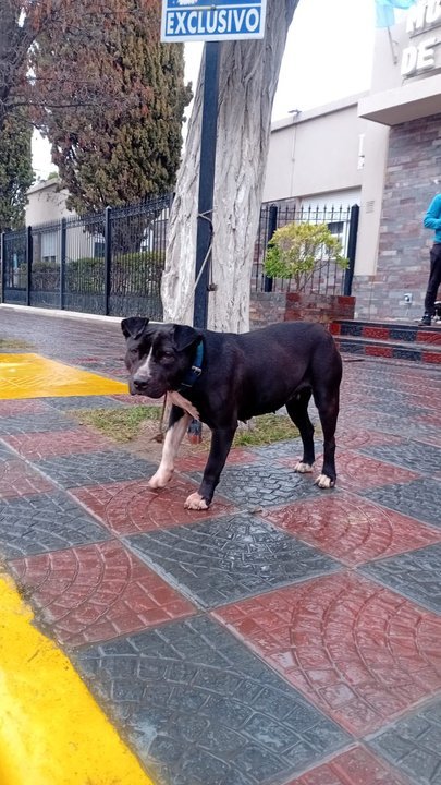 Chacra en Sarmiento con animales muertos por ataque de perros
