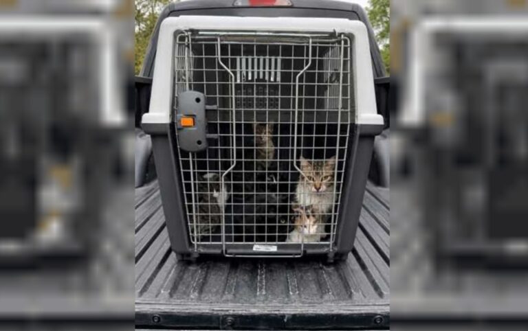 Gatos rescatados en vivienda de Rawson, Chubut, durante operativo de la UFE-AyDA