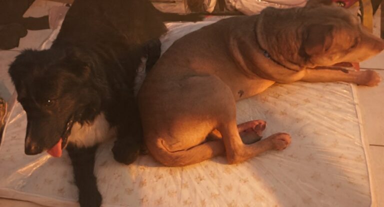 Dos perros rescatados en Comodoro Rivadavia, Patitas y Negrito