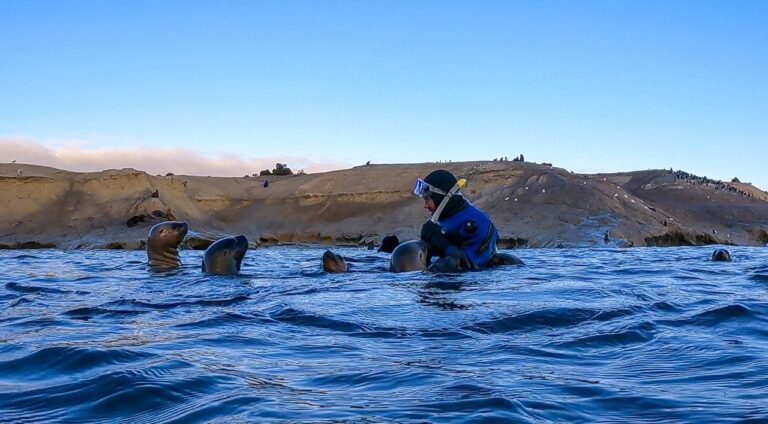 Persona haciendo snorkel con lobos marinos en la Reserva Natural Punta Loma, Chubut