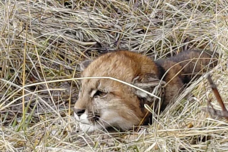 Puma subadulto capturado por Guardafaunas en posta sanitaria de Kilca, Neuquén