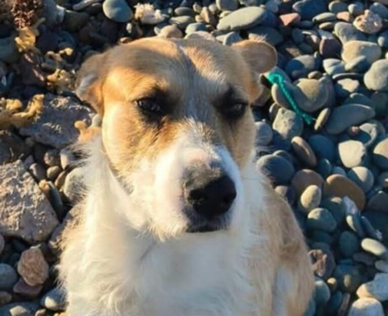 Perro Perejil en el refugio de Trelew