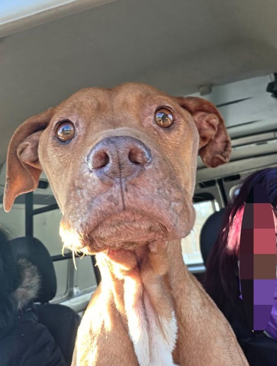 Perro rescatado en allanamiento en Diadema Sargentina