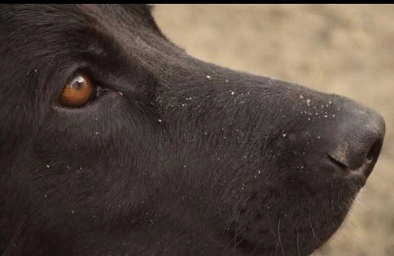 Tribunal de Rawson donde se desarrolla el juicio por envenenamiento de perros
