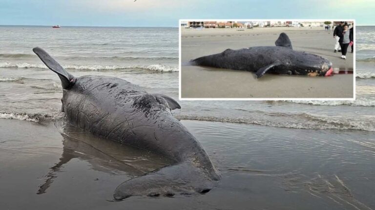 Dos crías de ballena franca austral varadas en playas de Puerto Madryn