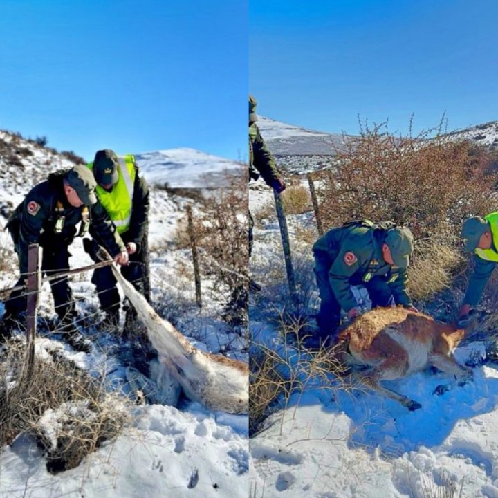 Guanaco liberado por Gendarmería en la Ruta Provincial 63 de Chubut