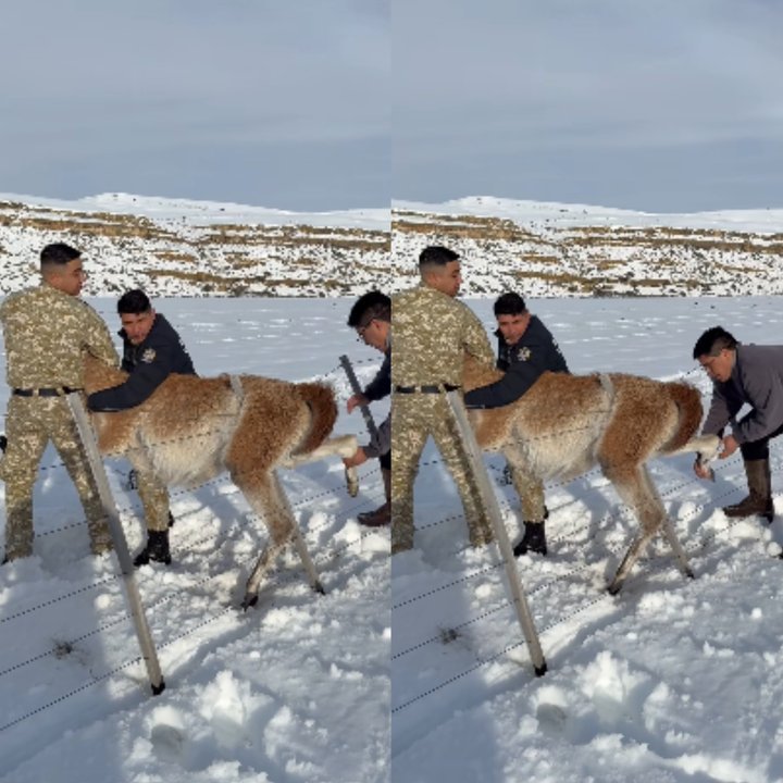 Guanaco liberado en Santa Cruz