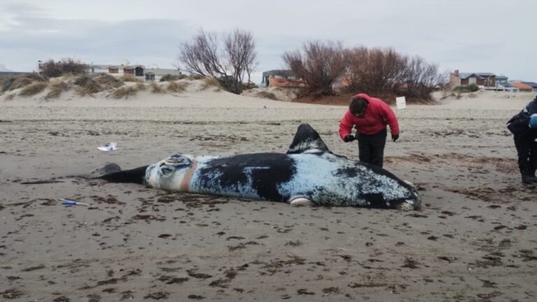 Ballena muerta en la costa de Puerto Madryn