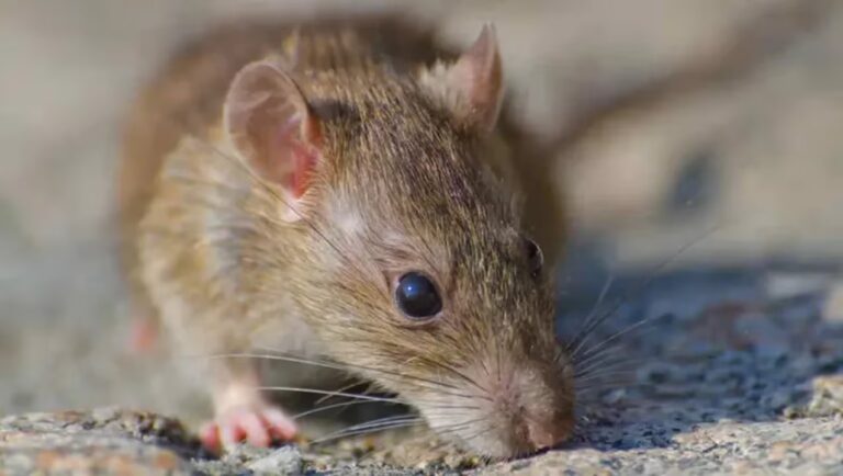 Imagen ilustrativa de un roedor colilargo, reservorio del hantavirus en la Patagonia