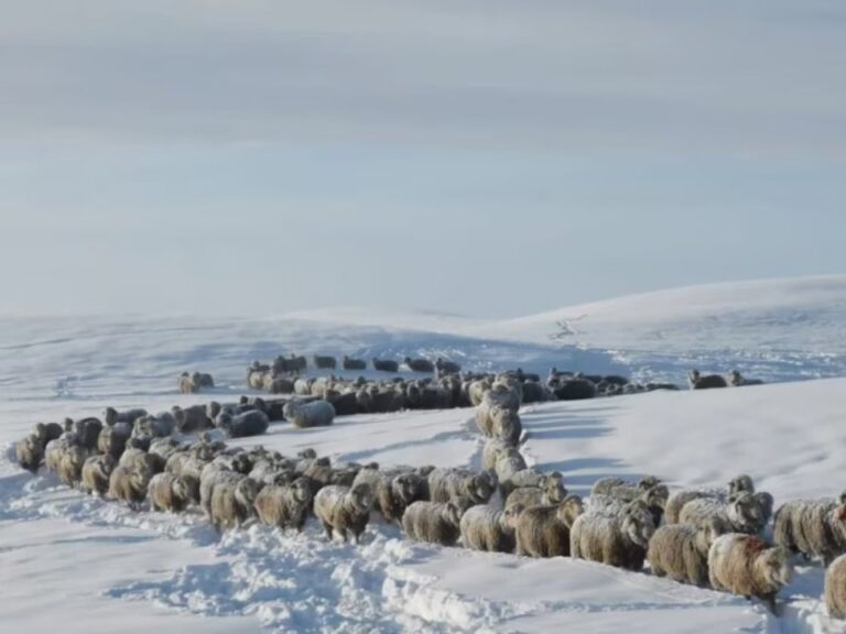 Vacas en un campo nevado en Santa Cruz