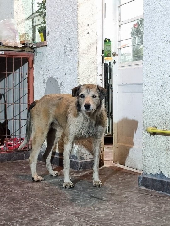 Nico, animal bajo atención veterinaria, pesado en controles médicos