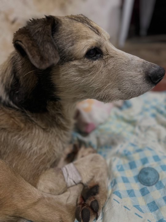Perro empetrolado recuperándose bajo atención veterinaria