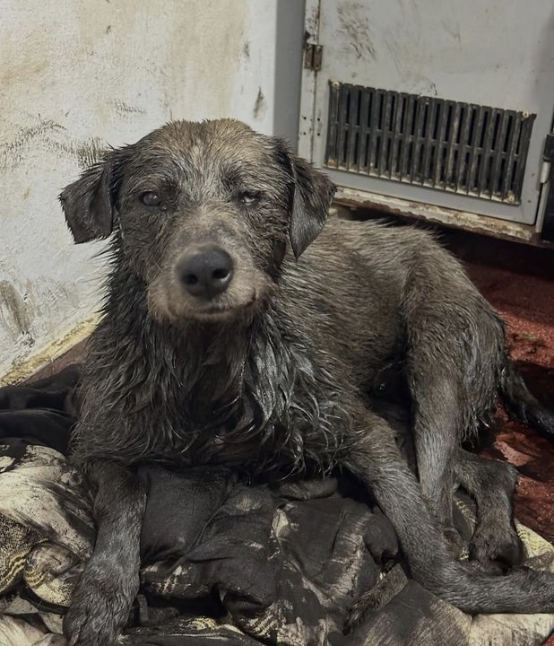 Perro Nico rescatado de derrame de petróleo en Comodoro Rivadavia