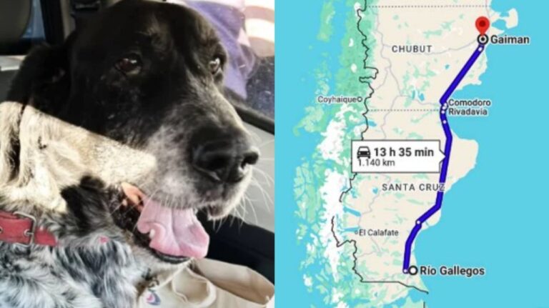 Perro Gastón durante su viaje de Río Gallegos a Gaiman