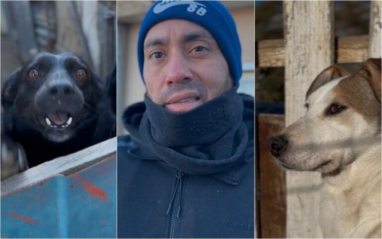 Perros callejeros en Comodoro Rivadavia