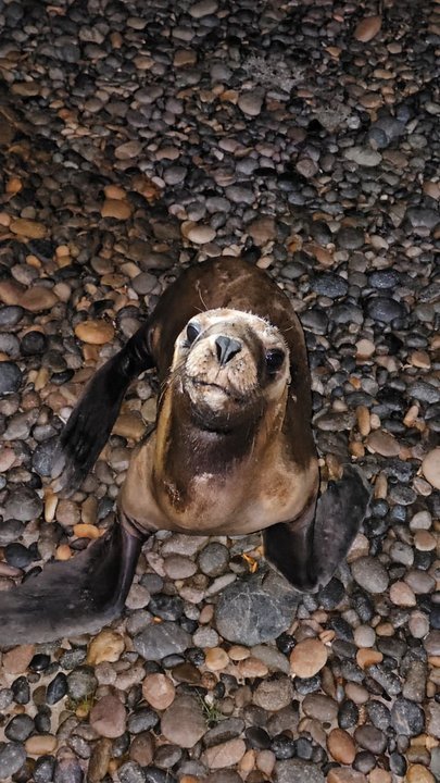 Lobo marino regresando al mar en la costa de Comodoro Rivadavia