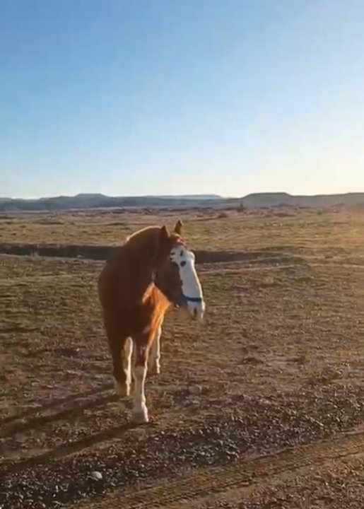 Caballo pastando en un descampado de Próspero Palazzo