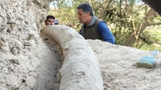 Colmillo completo de mastodonte Notiomastodon platensis de 2,34 metros hallado en San Pedro
