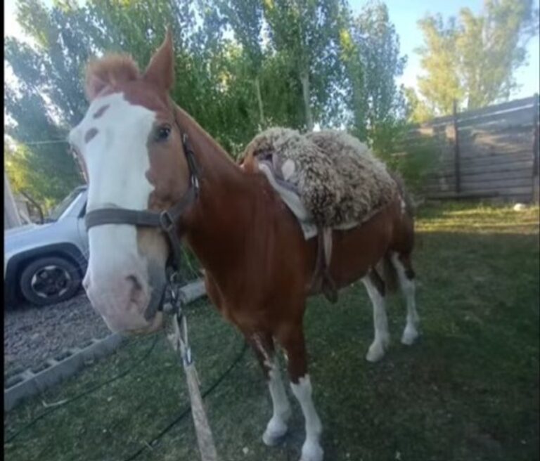 Caballo Pampa en Próspero Palazzo, Comodoro Rivadavia