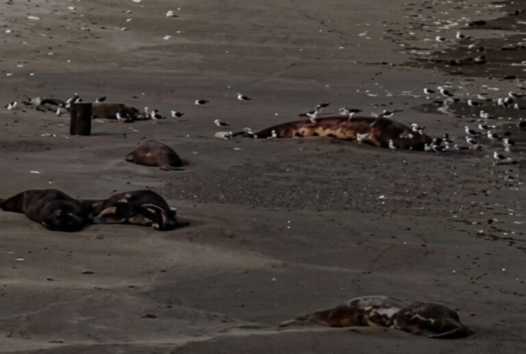 Ballena franca austral y su cría en aguas de Península Valdés, Chubut