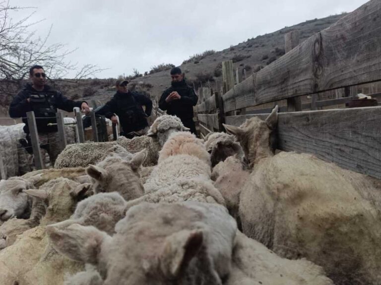 Camioneta policial en un camino rural de Chubut durante un operativo por abigeato