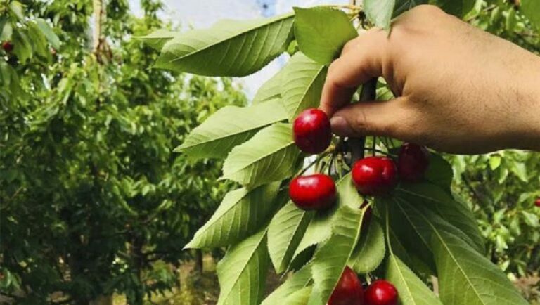 Escalera utilizada en la cosecha de cerezas en una chacra del Alto Valle de Río Negro