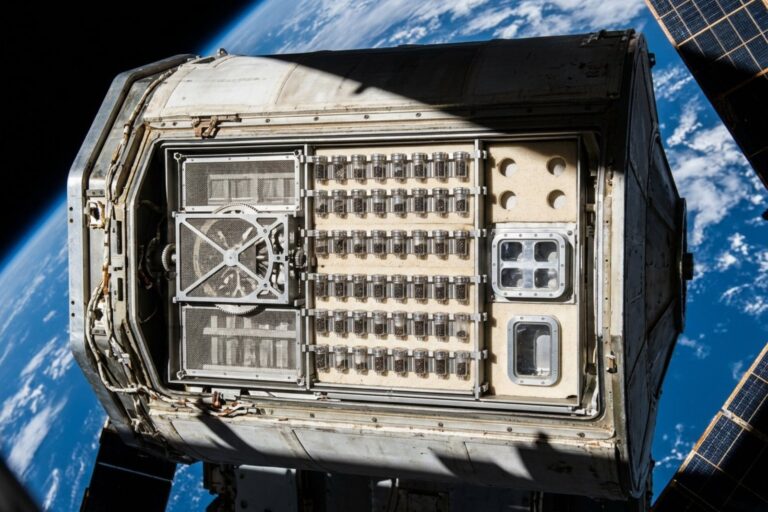 Semillas de tomate enviadas al espacio por la NASA en 1984