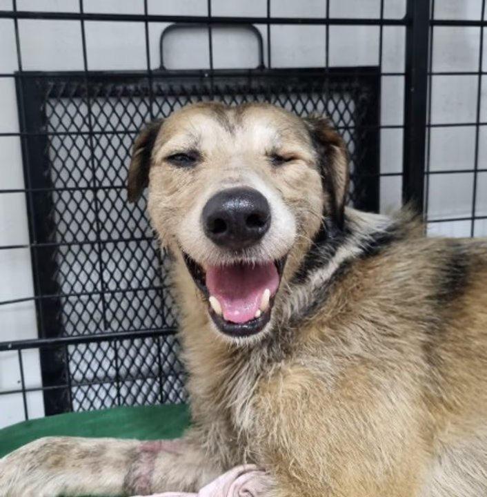 Nico, el perro rescatado de una pileta de petróleo, durante su recuperación