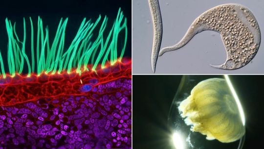 Fotografía microscópica de cilias humanas en movimiento tomada por Ning Xu, ganadora del Nikon Small World in Motion 2026