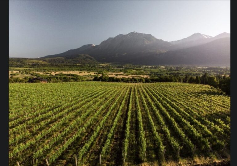 Viñedo de Patagonian Wines en El Hoyo, Chubut