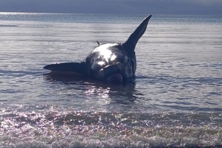Ballena Franca Austral varada en la costa de Puerto Madryn