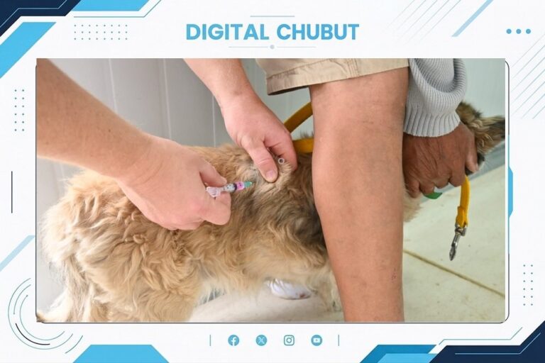 Perros y gatos en el Parque Canino Municipal de Puerto Madryn durante una campaña de castración y vacunación