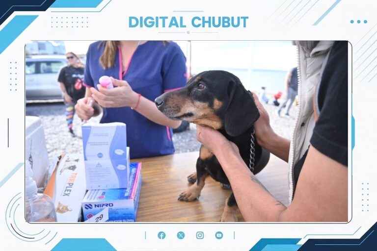 Campaña de vacunación y castración gratuita de perros y gatos en Puerto Madryn