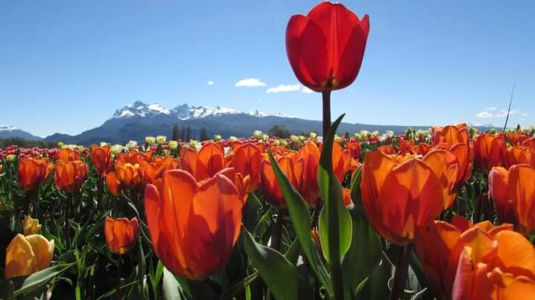 Campo de tulipanes en floración en el Valle 16 de Octubre, Trevelin, con la cordillera de los Andes de fondo