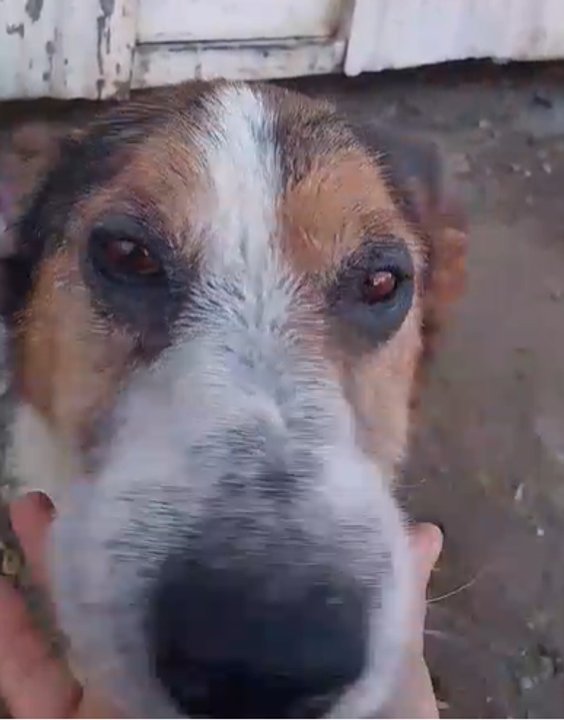 Deisy, perra adulta rescatada del incendio en el barrio José Fuchs, en tratamiento por demodexia