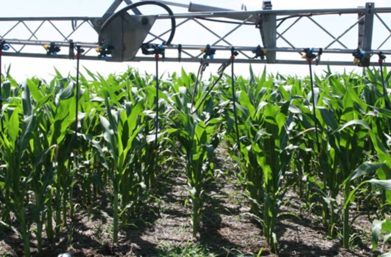 Cultivo de maíz en un campo, con hojas verdes y mazorcas en desarrollo