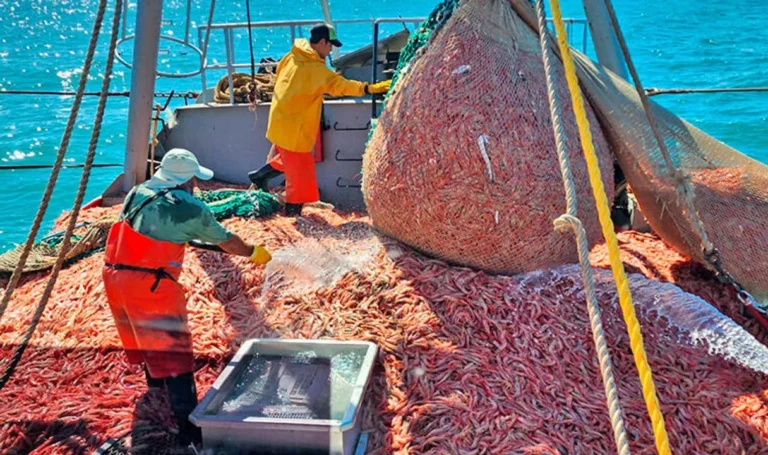 Embarcaciones pesqueras durante la prospección de langostino en Chubut