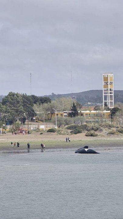 Costa de Puerto Madryn con ballena varada en la orilla