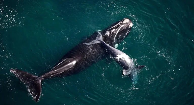 Ballena franca austral en Península Valdés, Chubut