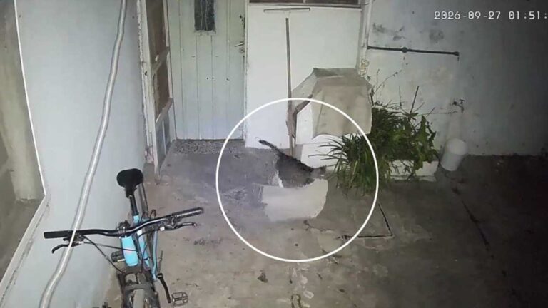Gato llevándose un trapo de piso en la madrugada
